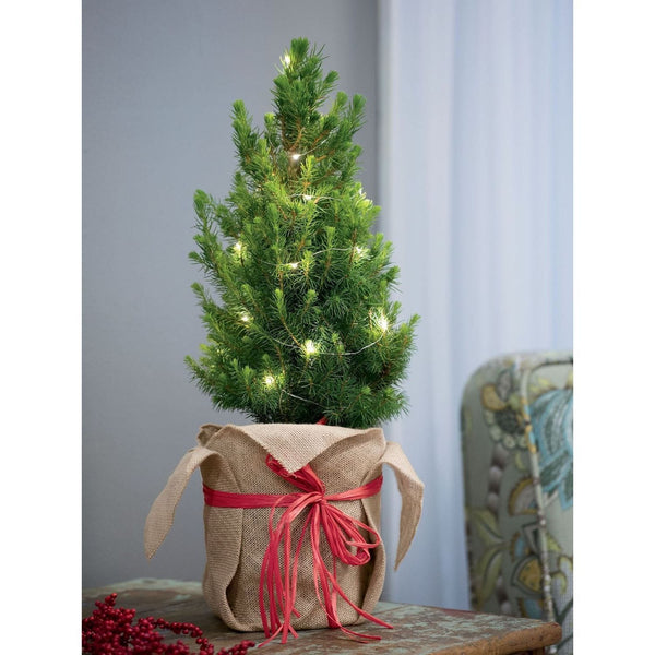 Natural fir, gift wrapping + light installation H50 cm