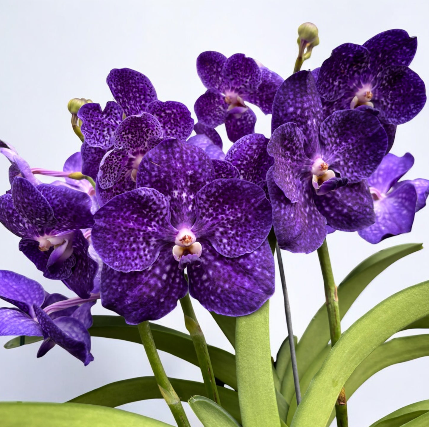 Ingrijire Vanda | umiditate, sisteme de crestere, lumina si fertilizare