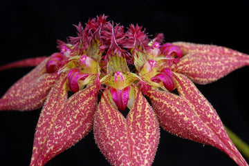 Orhidee Bulbophyllum (Cirrhopetalum) rothschildianum