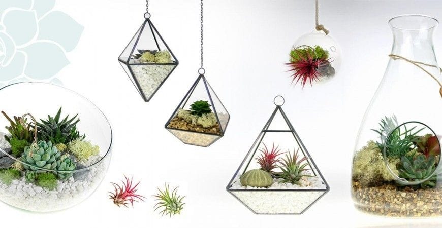 Ingrijire Tillandsia Airplant - Plante Aeriene - Plante Aerofite. Udare si Intretinere