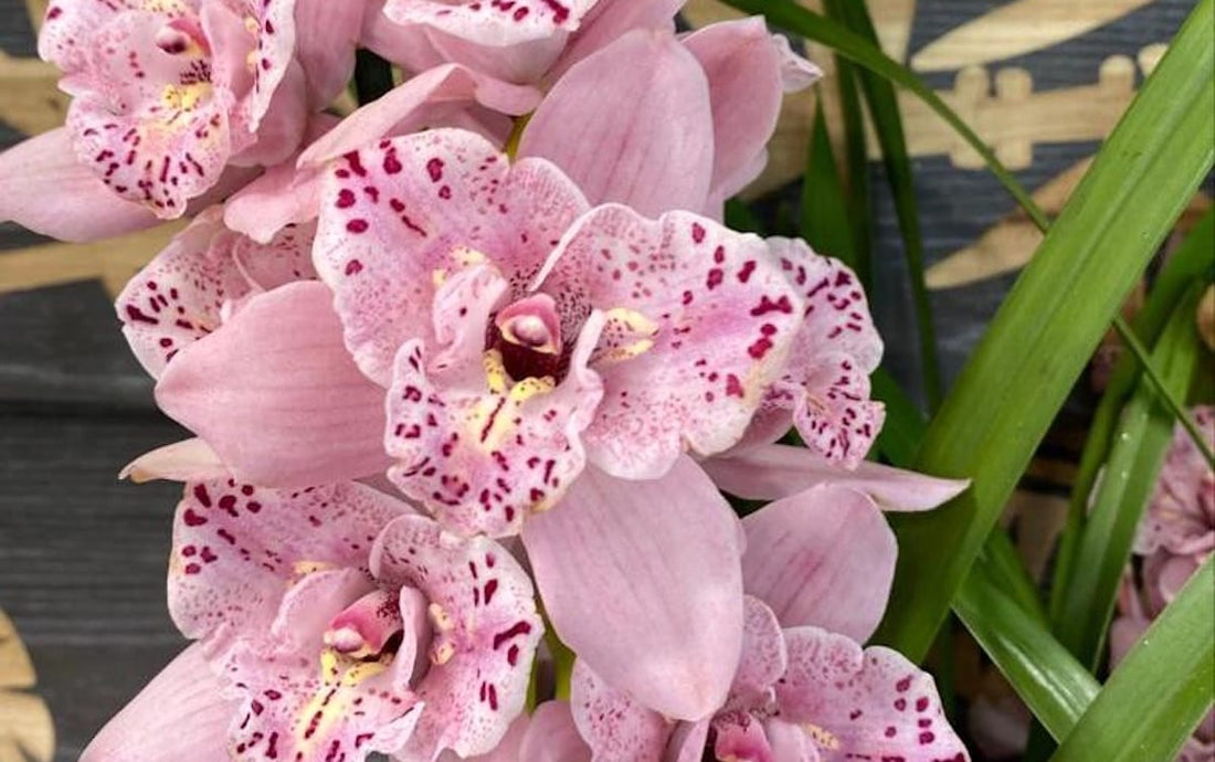 Ingrijire orhidee Cymbidium | lumina, temperatura, udare si inflorire de iarna
