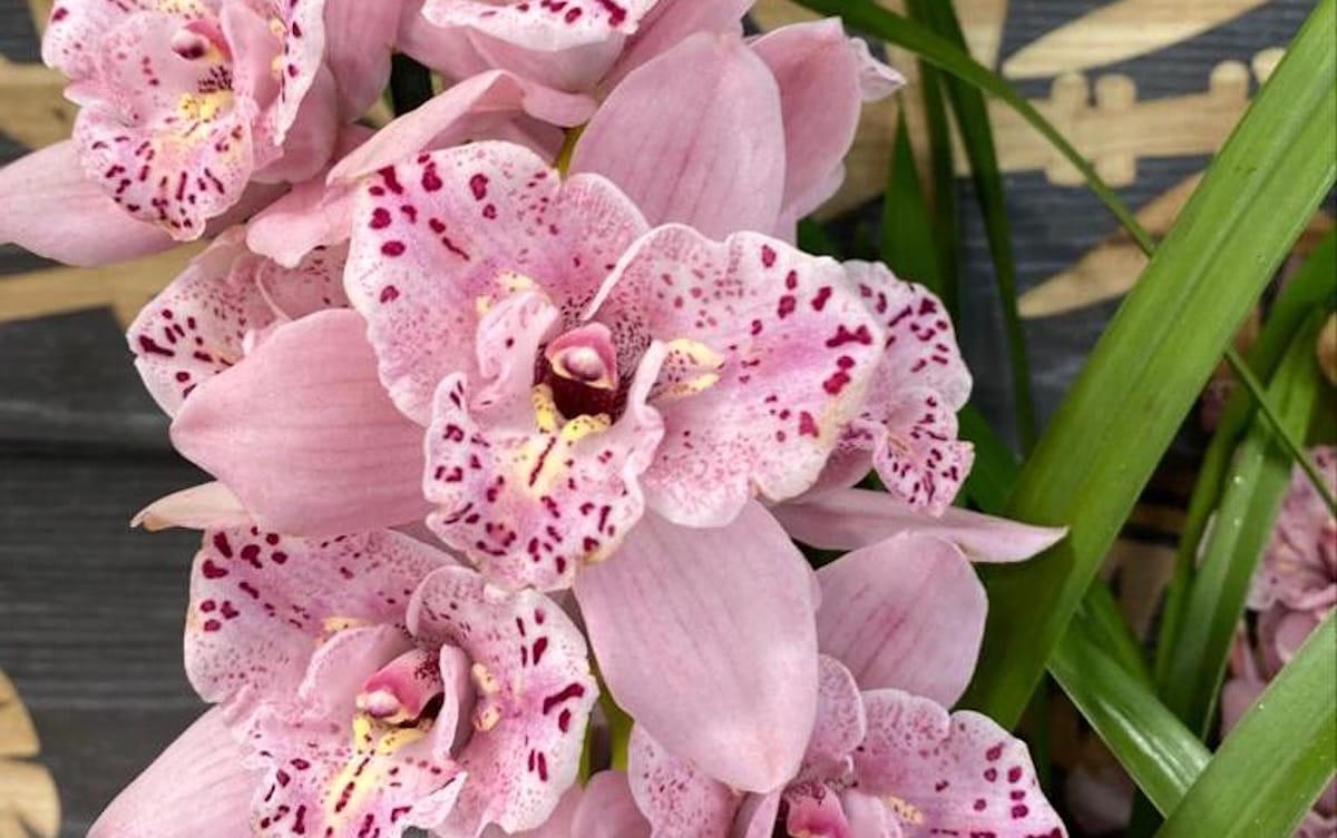Ingrijire orhidee Cymbidium | lumina, temperatura, udare si inflorire de iarna
