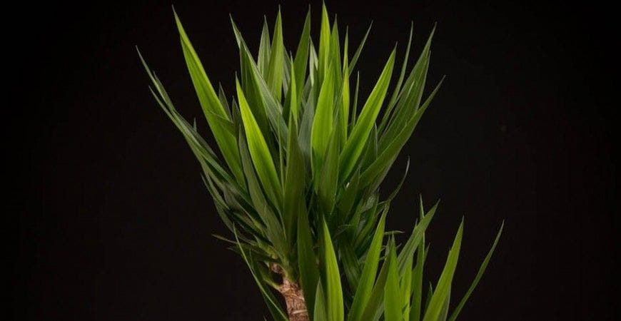 Ingrijire Yucca | Arborele Vietii: lumina, udare, soiuri de interior si gradina