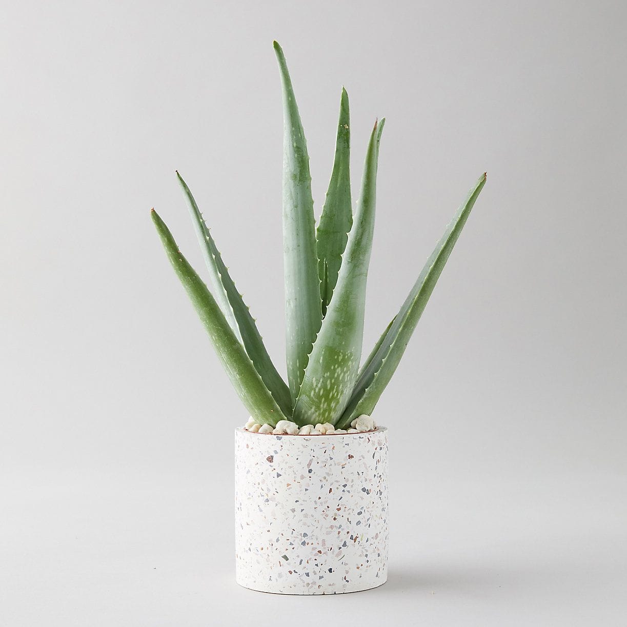 Ingrijire Aloe Vera comestibila, planta medicament - ingrijire si identificare