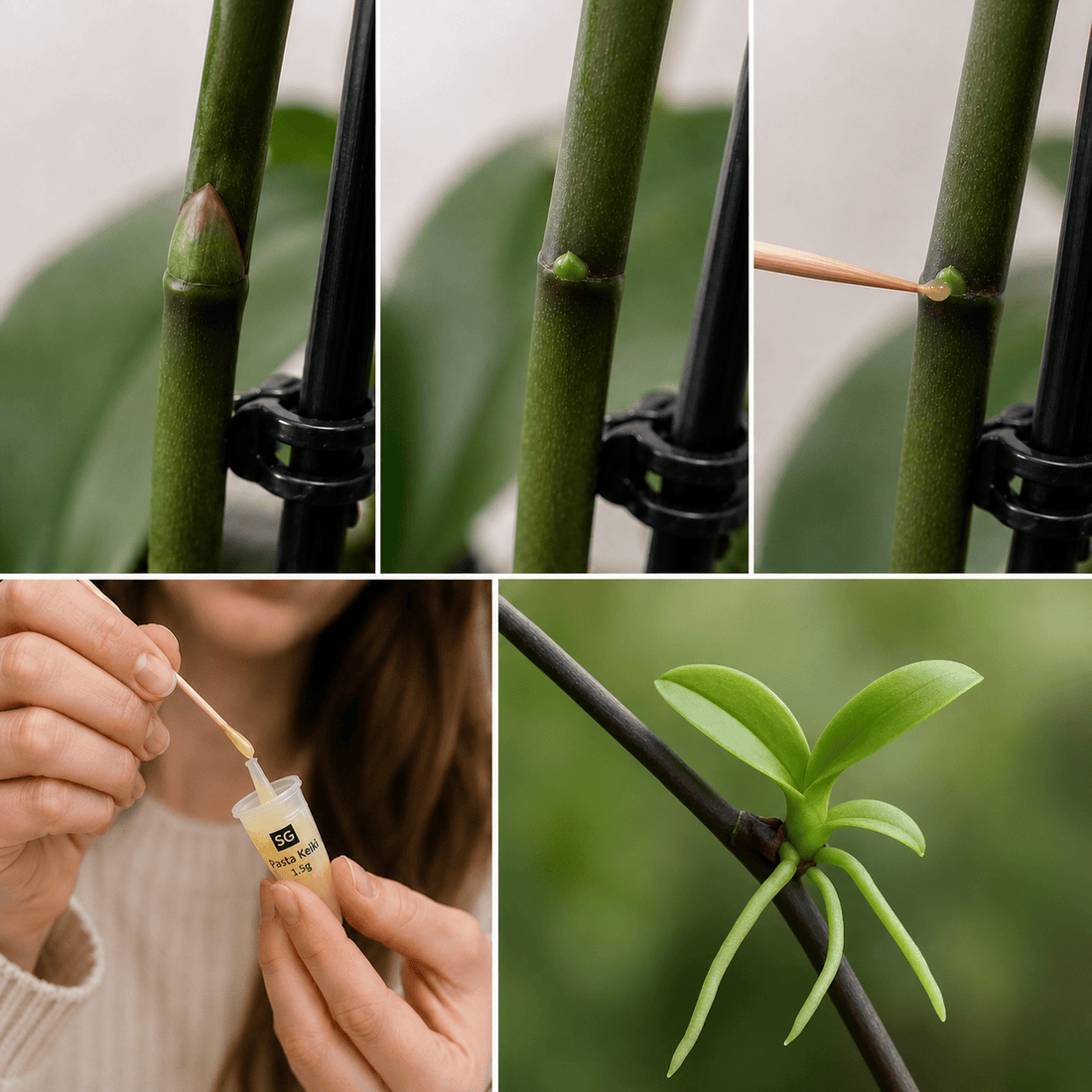 Pasta Keiki | ghid de aplicare pentru orhidee, Hoya si Araceae