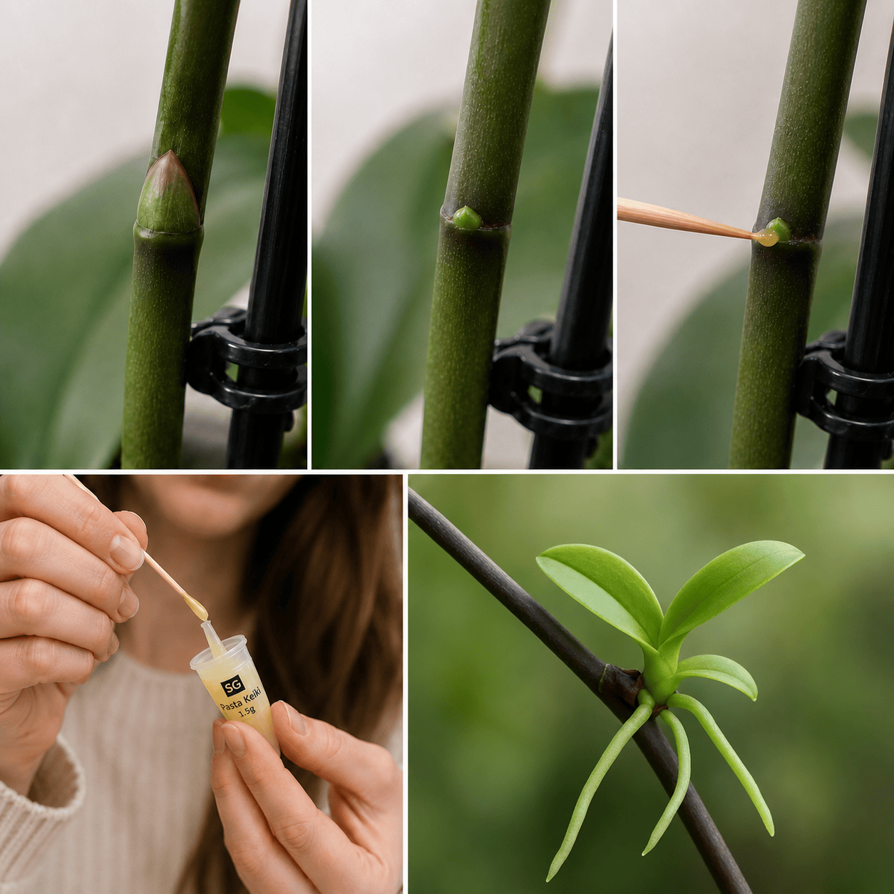 Pasta Keiki | ghid de aplicare pentru orhidee, Hoya si Araceae