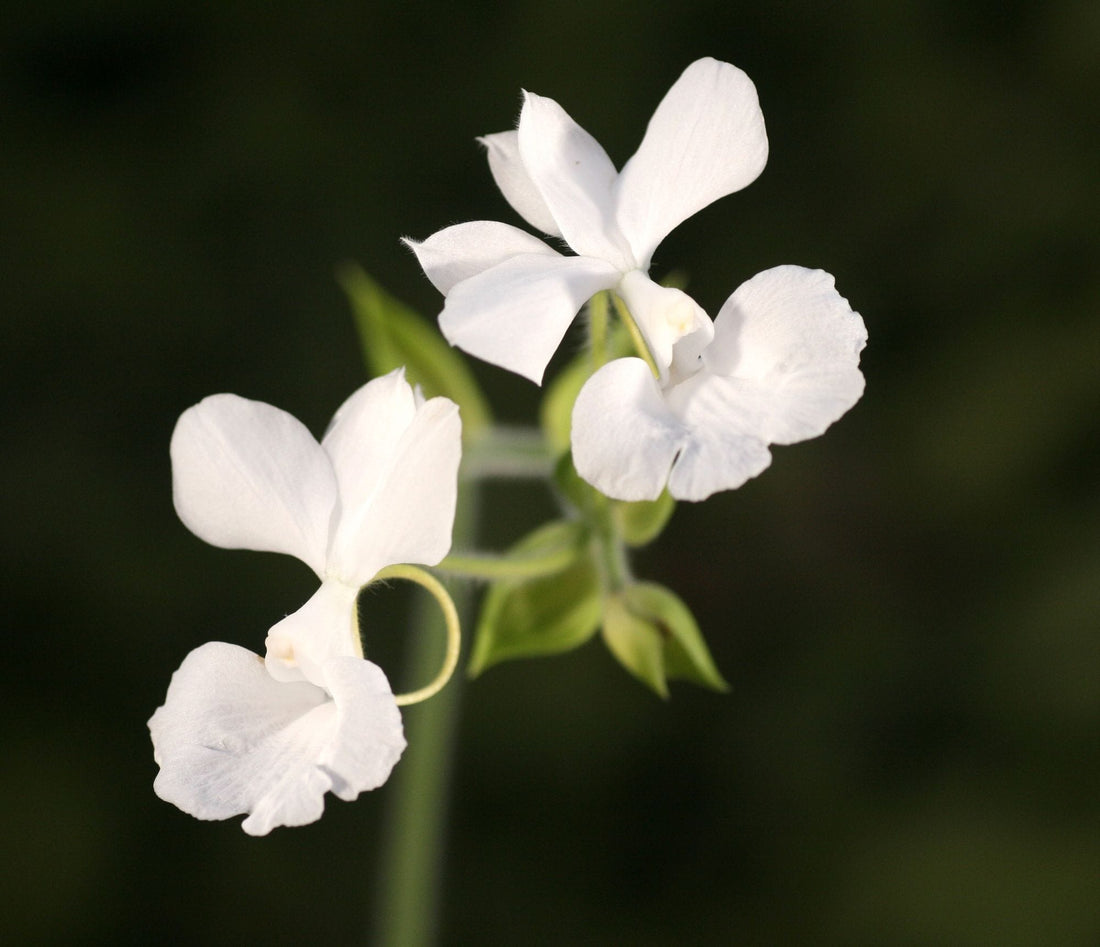 Calanthe Sedenii Harrisii