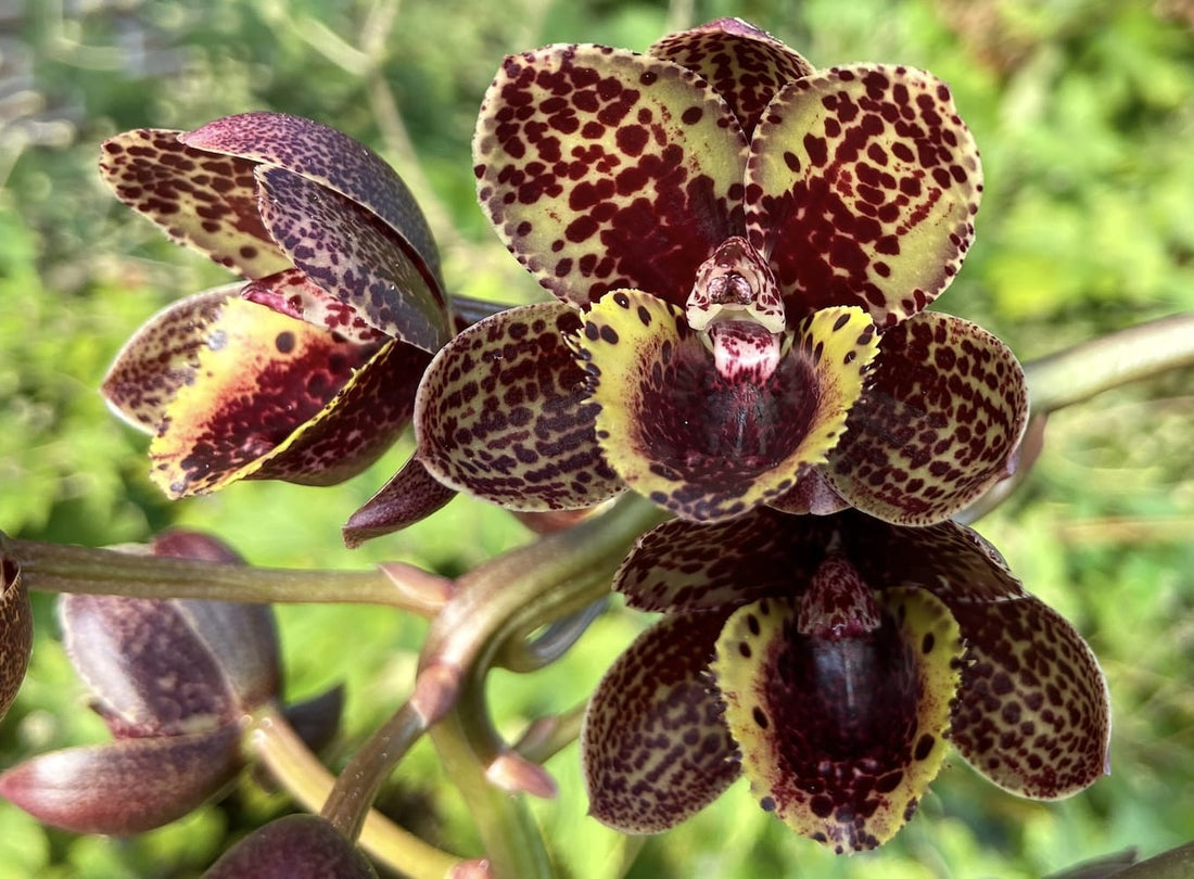 Ingrijire Catasetum | crestere, repaus, udare si replantare