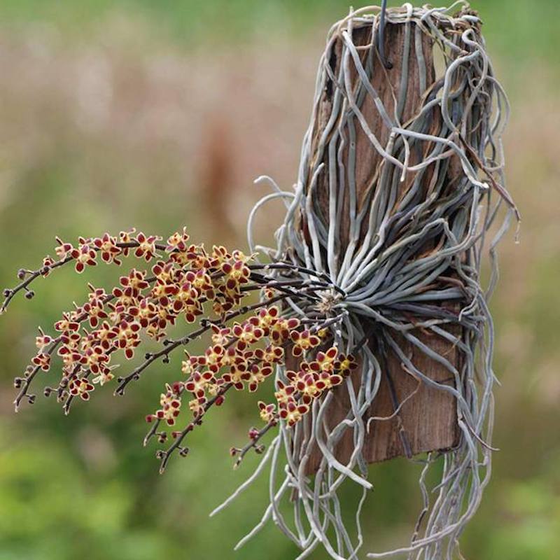 Orhidee Chiloschista