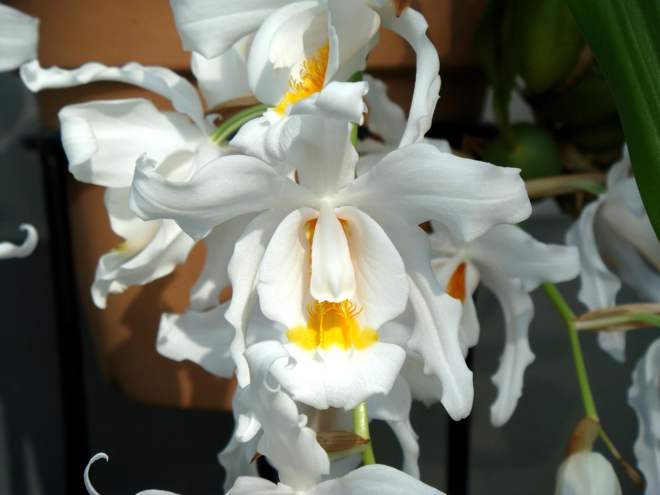 Coelogyne Cristata - Caracteristici si Instructiuni de Ingrijire