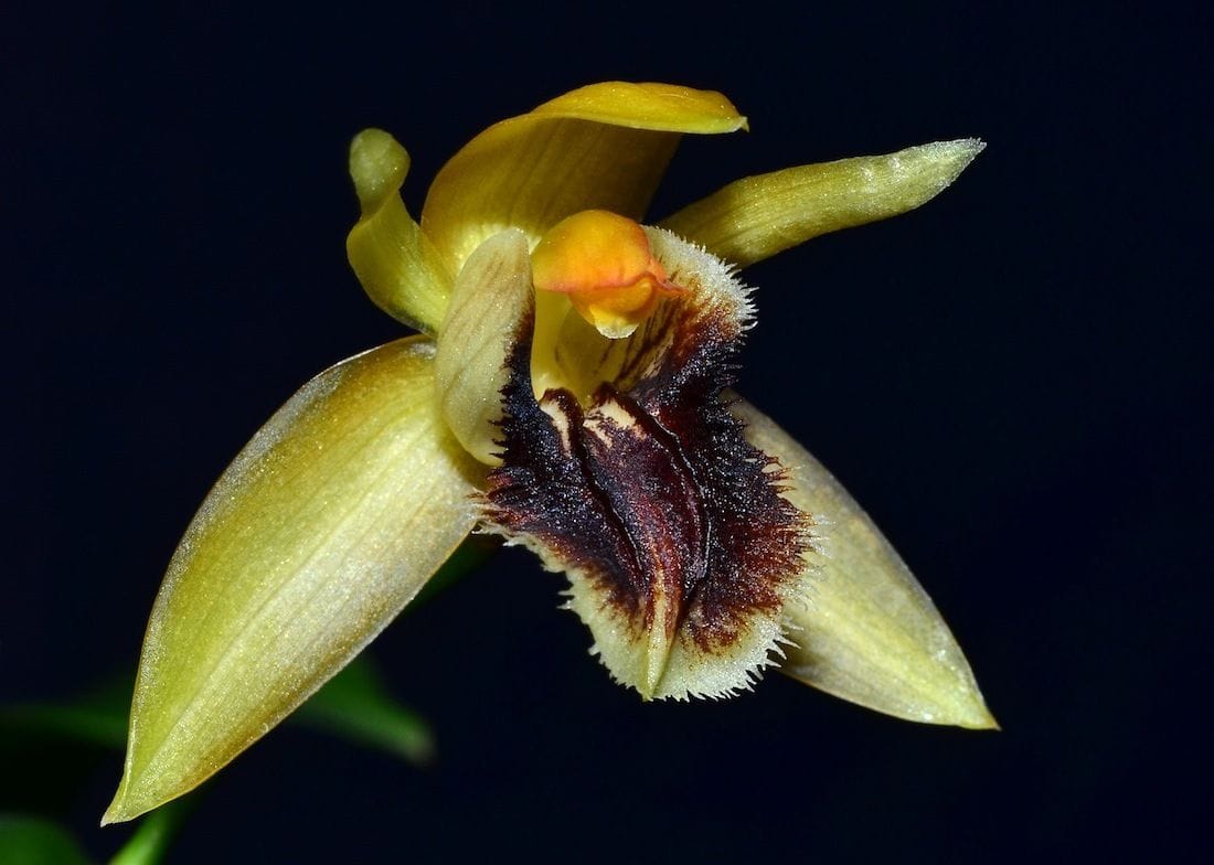 Coelogyne Fimbriata - Caracteristici si Instructiuni de Ingrijire