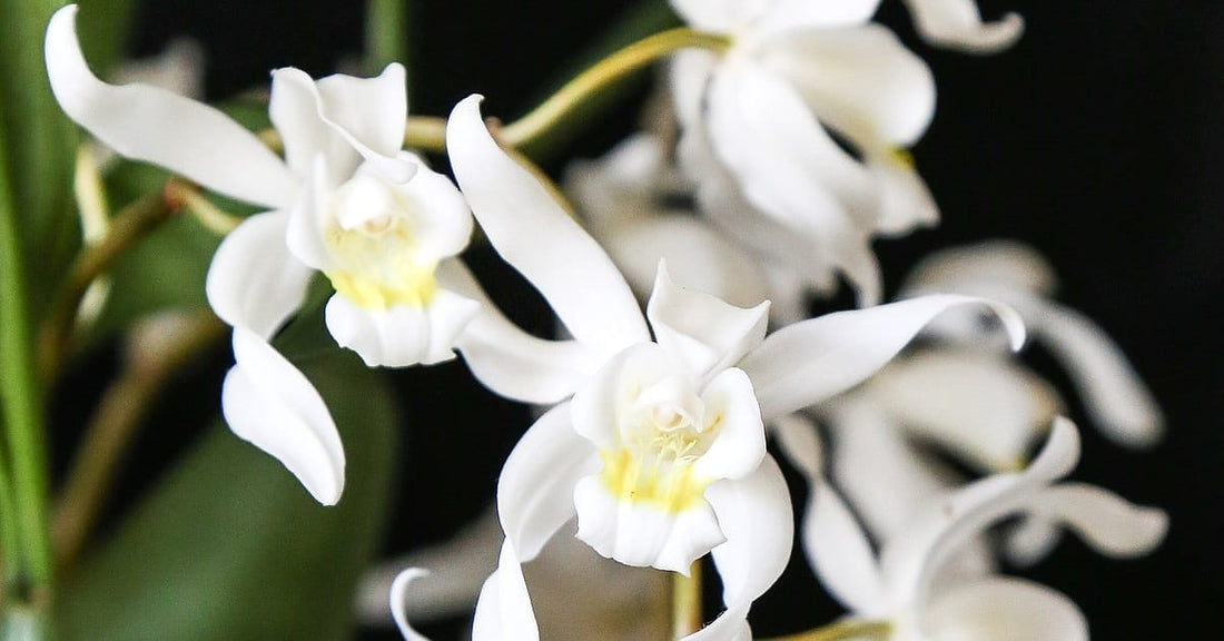 Coelogyne Glandulosa