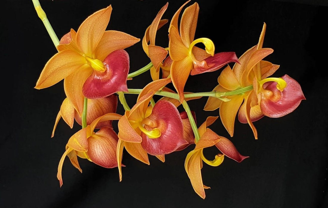 Repausul de iarna la Catasetine | Catasetum, Cycnoches, Clowesia