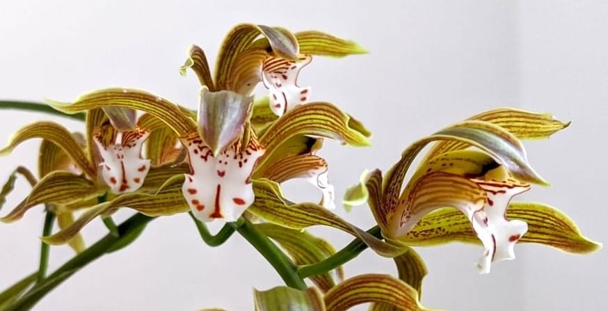 Cymbidium Erythraeum - Caracteristici si Instructiuni de Ingrijire