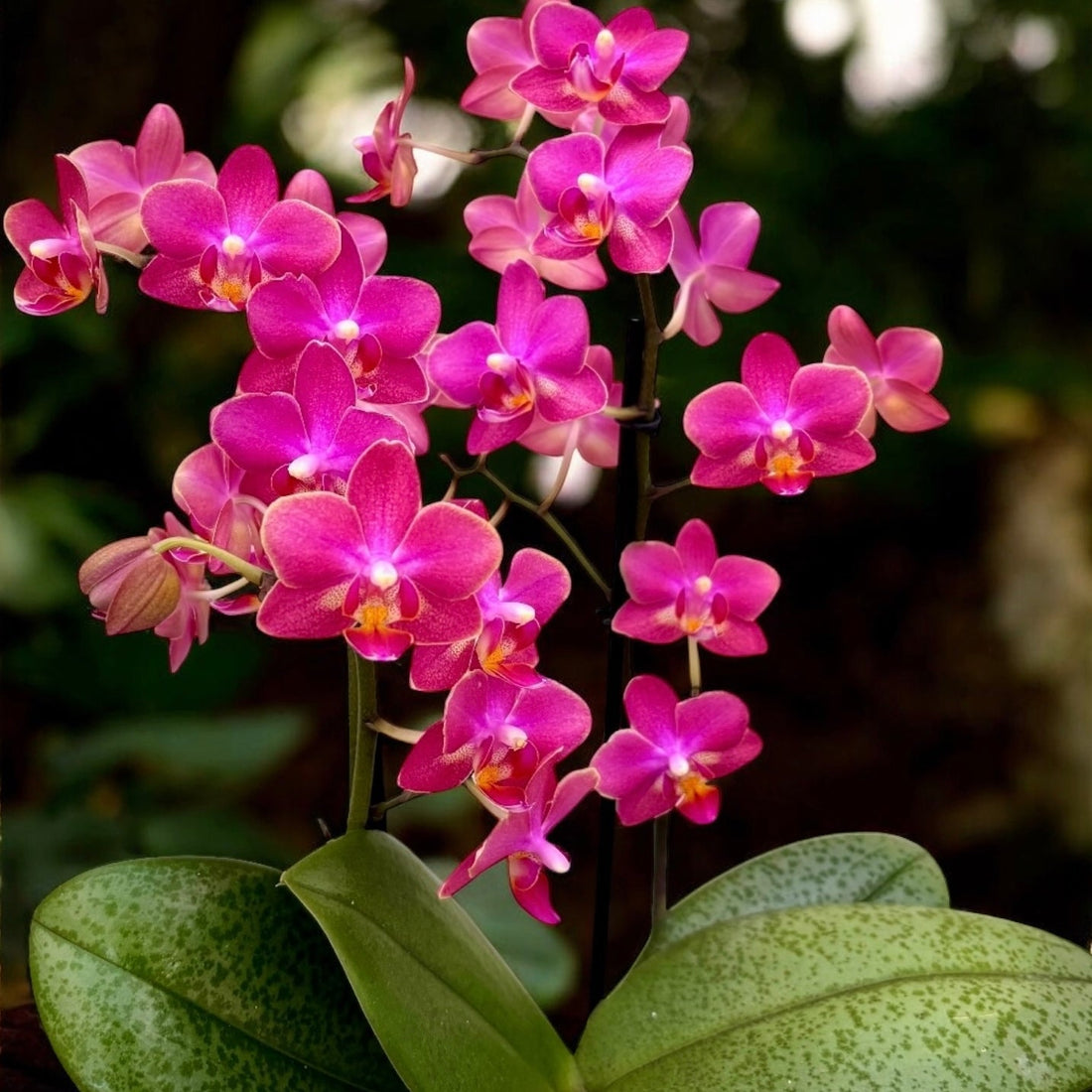 Orhidee Phalaenopsis - ghid de ingrijire si caracteristici
