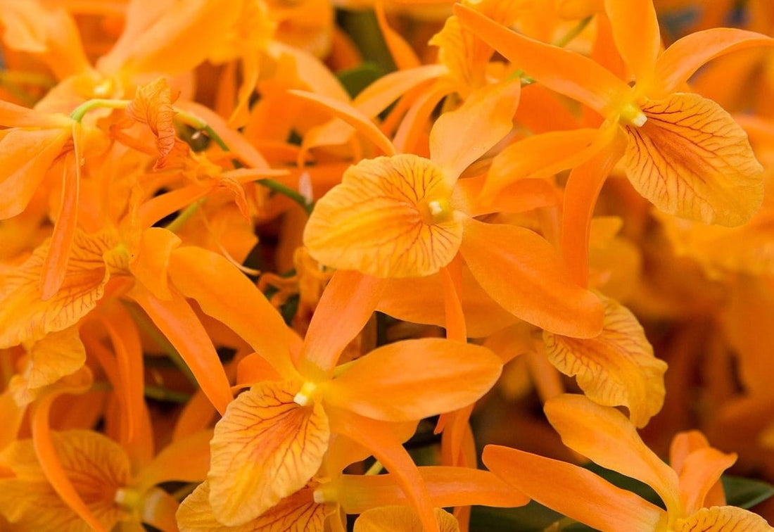 Dendrobium Stardust 'Firebird'