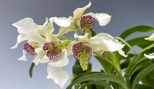 Dendrobium Nora Tokunaga