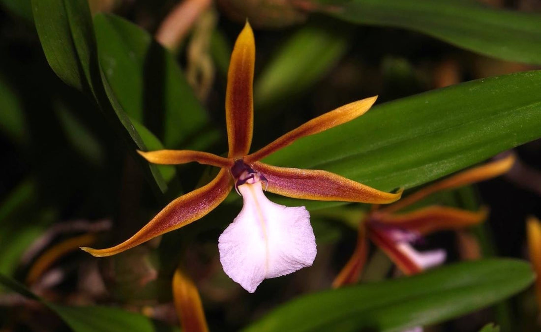 Dinema (Epidendrum) Polybulbon 