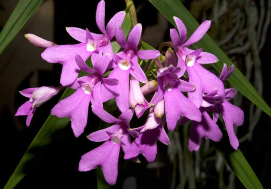 Epidendrum centropetalum