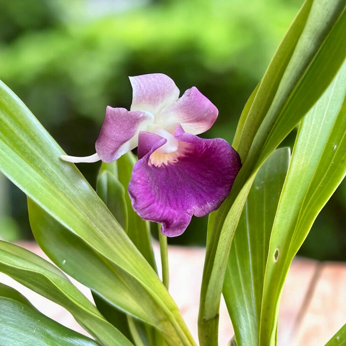 Orhidee Cochleanthes (Warczewiczella) - Caracteristici si Instructiuni de Ingrijire