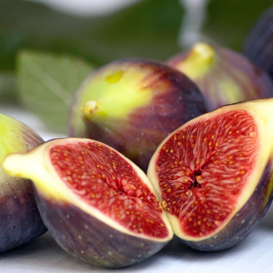 Ingrijire Smochin (Ficus carica) | plantare, iernare, fructificare