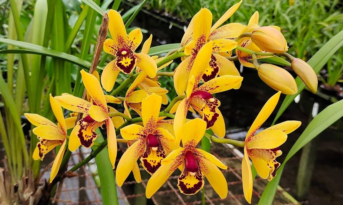 Heat Tolerant Cymbidium