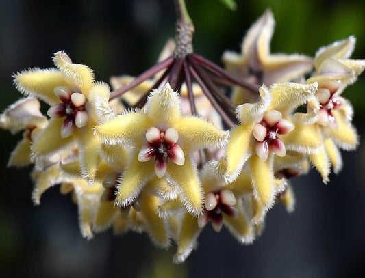 Specii populare de Hoya (floarea de ceara)