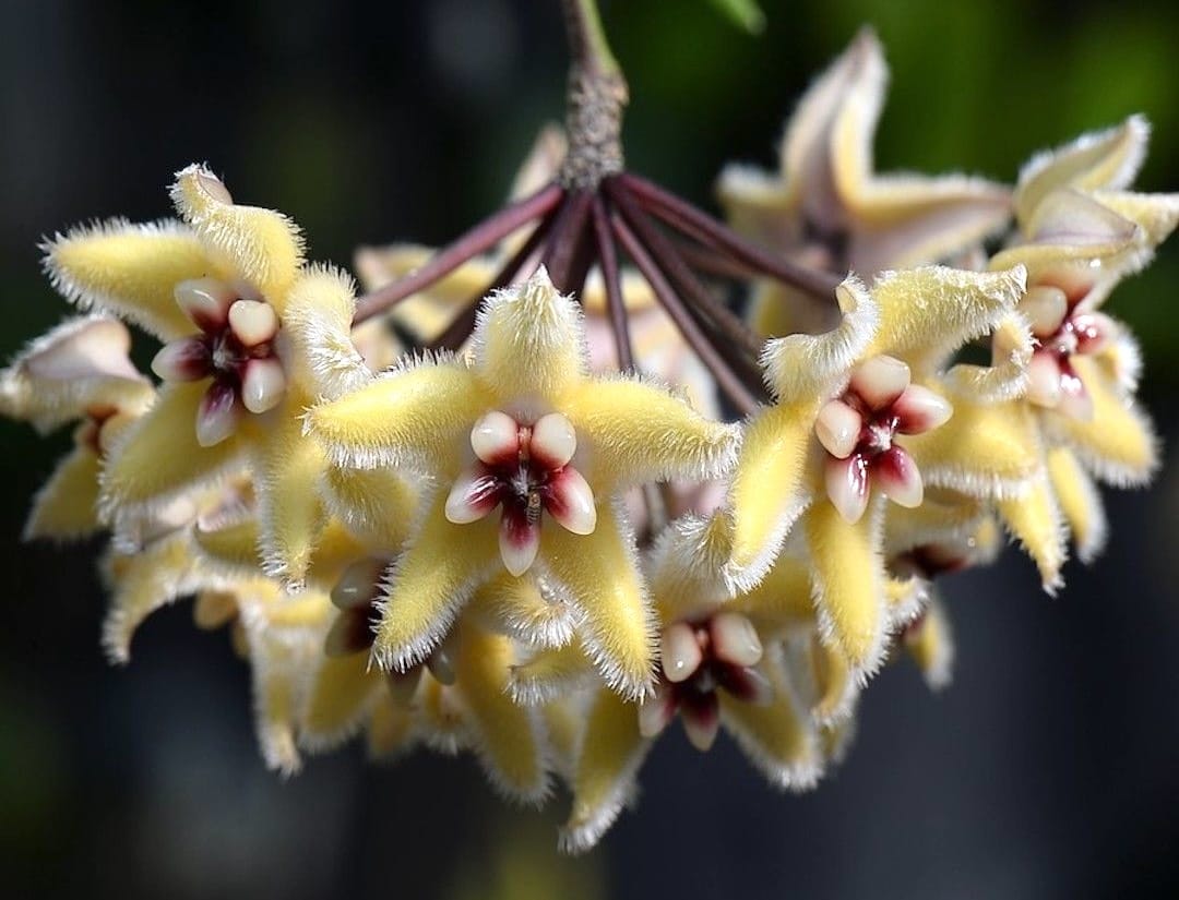 Ingrijire Hoya (floarea de ceara) | lumina, udare, inmultire si varietati populare