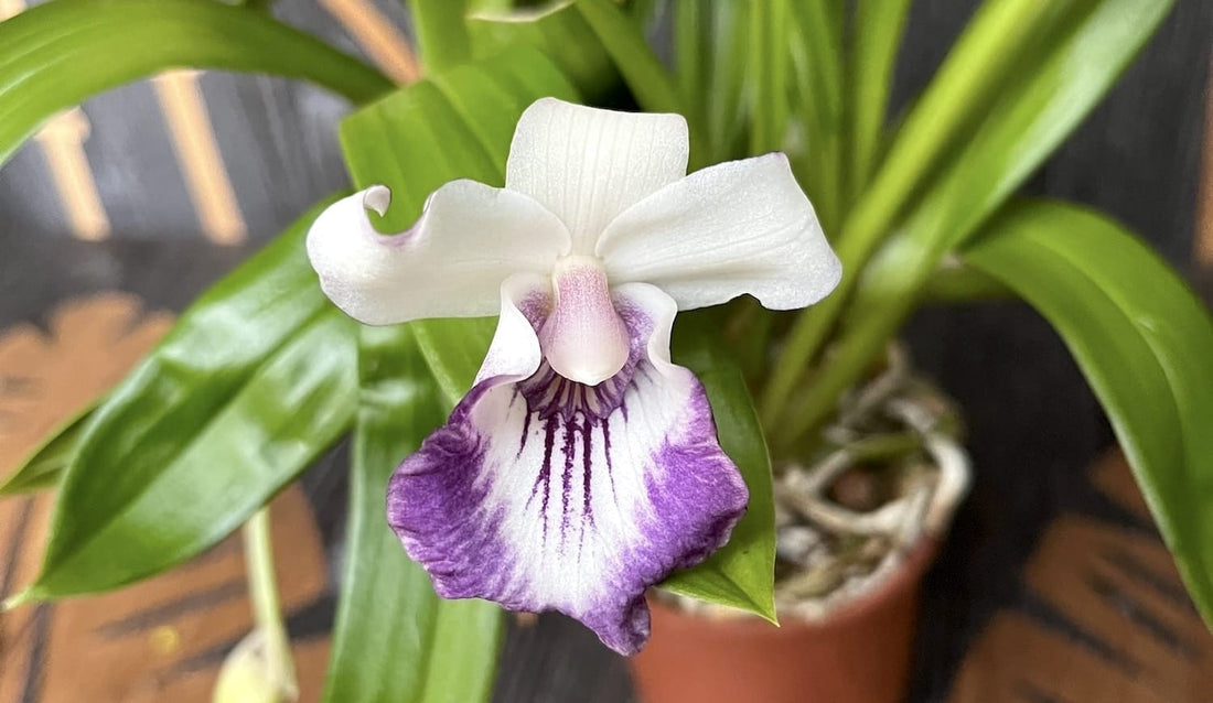 Orhidee Cochleanthes (Warczewiczella) - Caracteristici si Instructiuni de Ingrijire