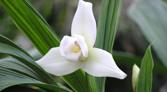 Lycaste Skinnerii  var. Alba