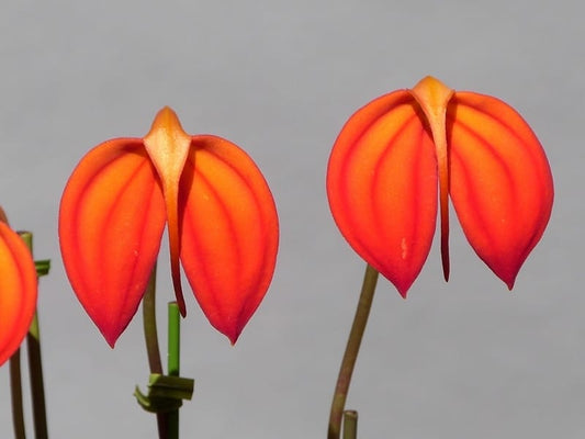 Masdevallia ignea