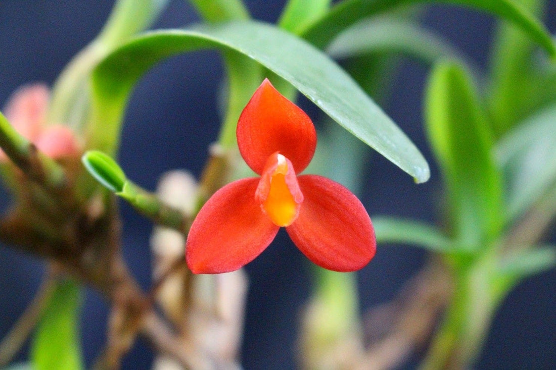 Ingrijire Orhidee Maxillaria sophronitis