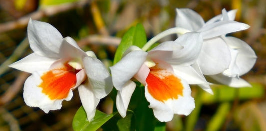 Dendrobium Roongkamol Vejvarut