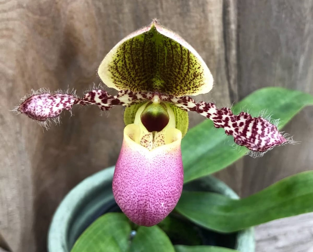 Paphiopedilum Pinocchio