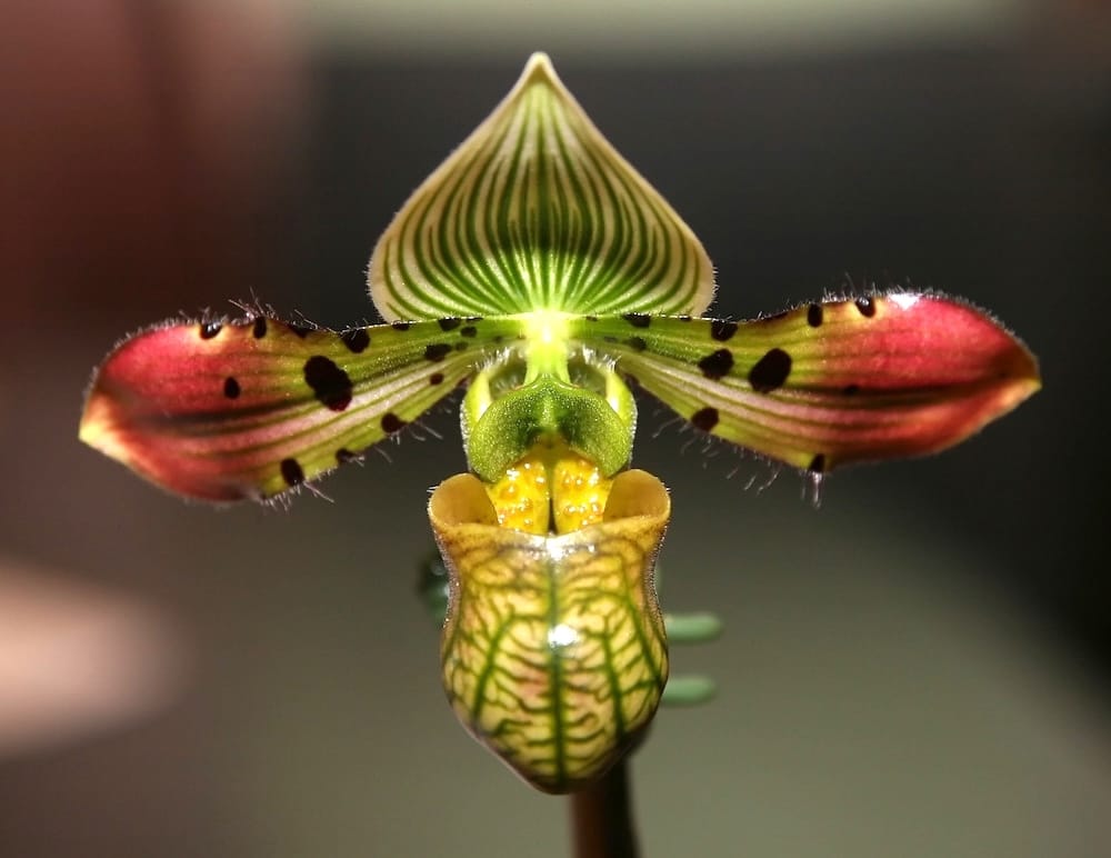 Ingrijire orhidee Paphiopedilum | Papucul lui Venus - udare, lumina, substrat