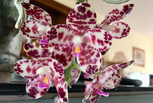 Phalaenopsis gigantea - ingrijire