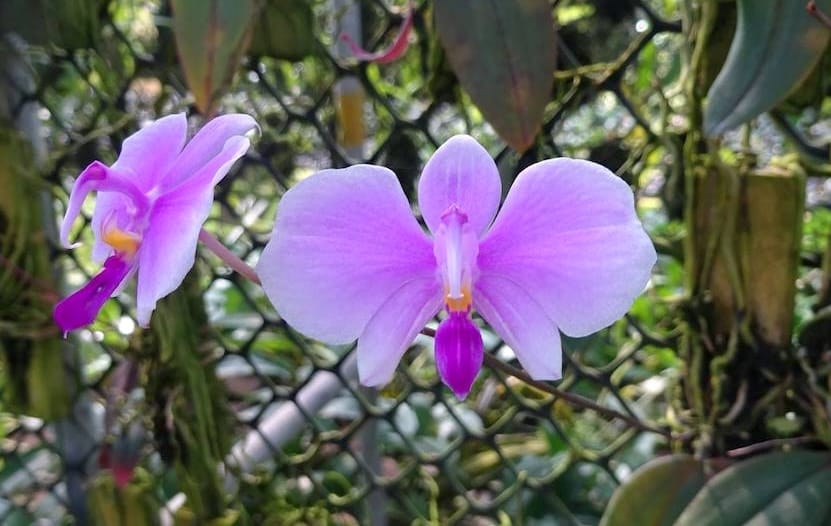 Phalaenopsis lowii