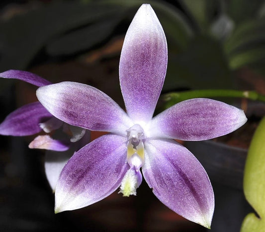 Phalaenopsis speciosa - ingrijire