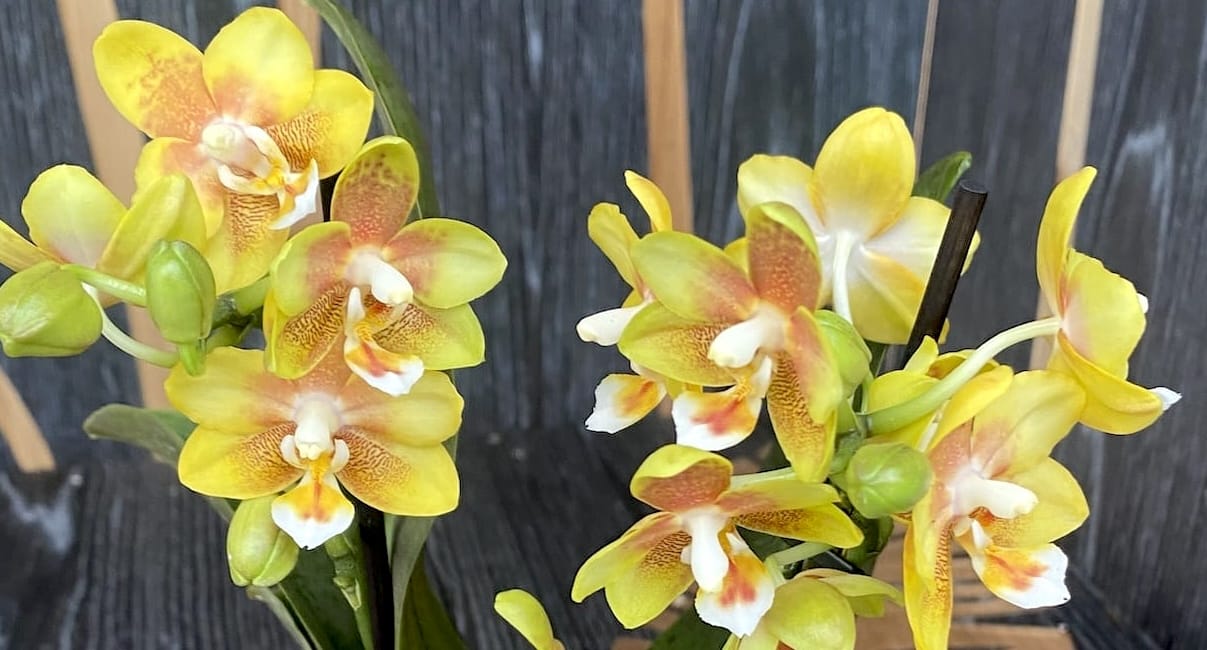 Phalaenopsis 'Yellow Chocolate' - features and care instructions