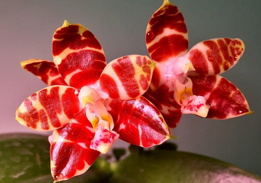 Phalaenopsis amboinensis - ingrijire