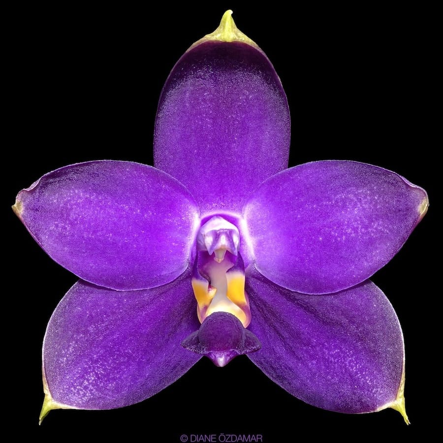 Phalaenopsis violacea