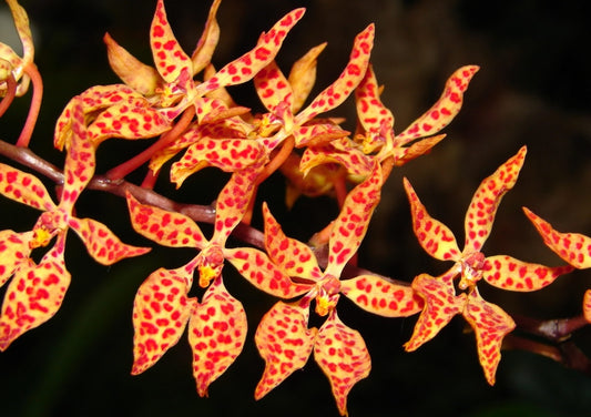 Renanthera monachica