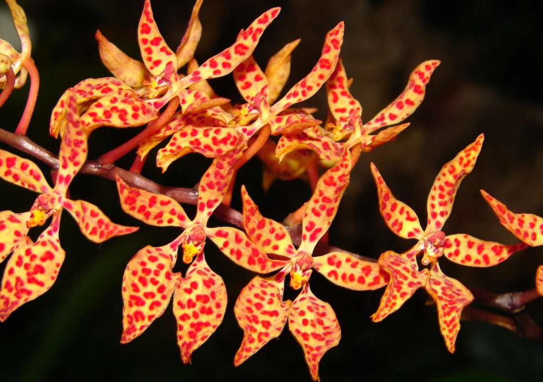 Renanthera monachica
