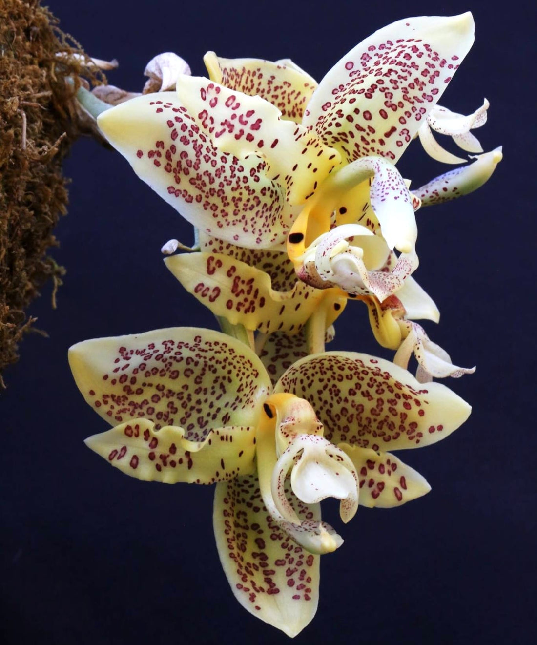 Ingrijire Stanhopea - ghid de cultura, parfum si inflorire