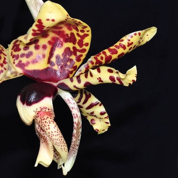 Orhidee Stanhopea 