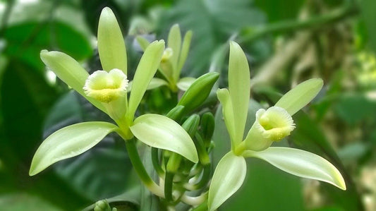 Vanilla Planifolia 