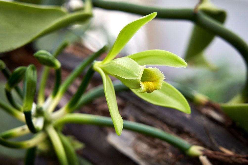 Ingrijire Vanilla Planifolia - ingrijire si recomandari de cultura