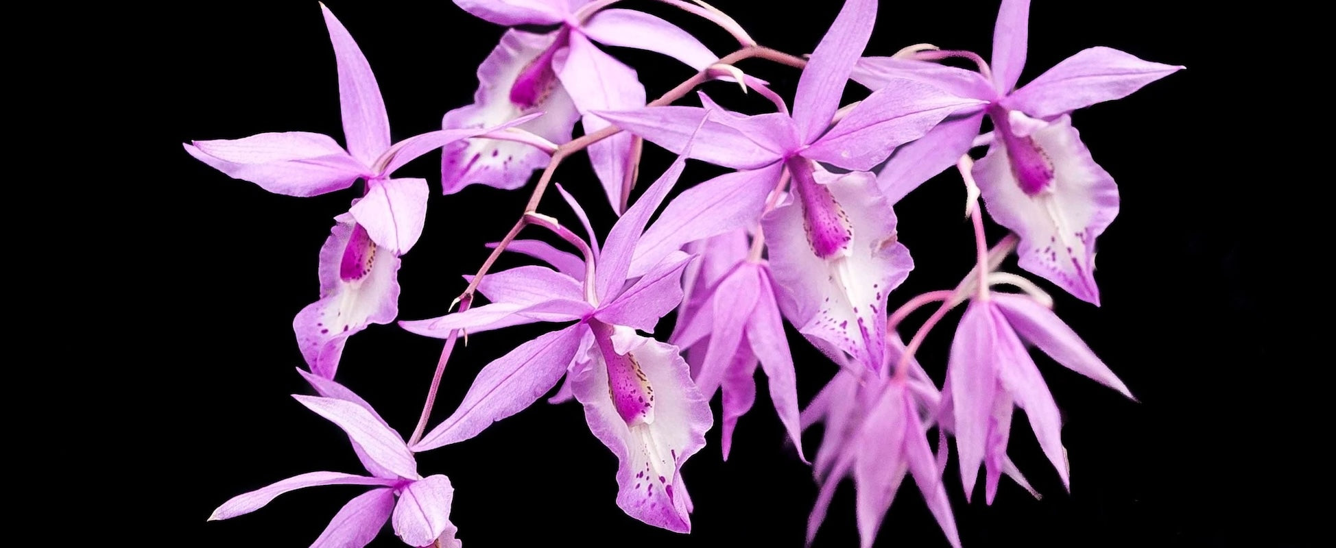 barkeria-spectabilis.jpg?v=