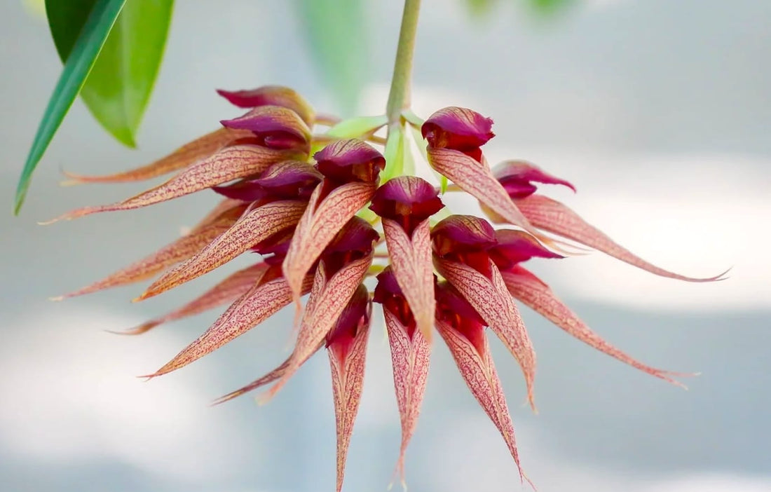 Orhidee Bulbophyllum - ingrijire