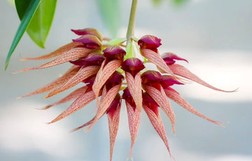 Orhidee Bulbophyllum - ingrijire